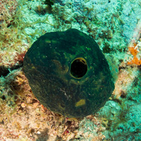 Verongula reiswigi (Verongula Reiswigi)