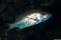 Lutjanus mahogoni (Mahogany Snapper)