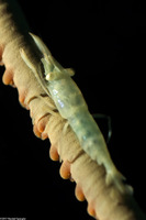 Pseudopontonides principis (Wire Coral Shrimp)