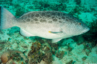 Mycteroperca venenosa (Yellowfin Grouper)