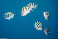 Abudefduf saxatilis (Sergeant Major)