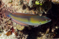 Halichoeres garnoti (Yellowhead Wrasse)