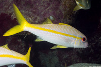 Mulloidichthys martinicus (Yellow Goatfish)