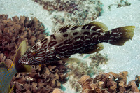 Mycteroperca bonaci (Black Grouper)