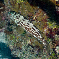Mycteroperca bonaci (Black Grouper)