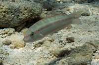Halichoeres bivittatus (Slippery Dick)