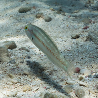Halichoeres bivittatus (Slippery Dick)