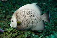Pomacanthus arcuatus (Gray Angelfish)