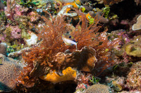 Wrangelia penicillata (Pink Bush Alga)