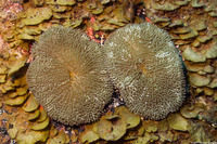 Stichodactyla helianthus (Sun Anemone)