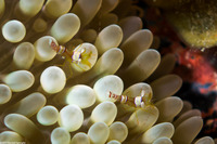 Thor amboinensis (Squat Shrimp)