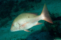 Lutjanus analis (Mutton Snapper)