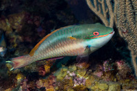 Sparisoma aurofrenatum (Redband Parrotfish)