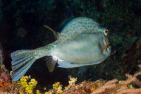Acanthostracion quadricornis (Scrawled Cowfish)