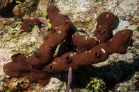 Svenzea zeai (Dark Volcano Sponge)