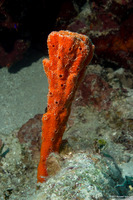 Dragmacidon lunaecharta (Flattened Rope Sponge)