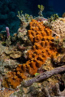 Ectyoplasia ferox (Brown Encrusting Octopus Sponge)
