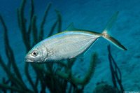 Caranx ruber (Bar Jack)