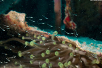 Order Mysida (Mysids)