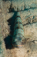 Synodus intermedius (Sand Diver)