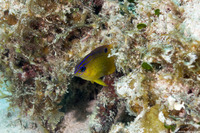 Stegastes diencaeus (Longfin Damselfish)