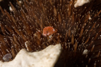 Dissodactylus mellitae (Sand Dollar Pea Crab)