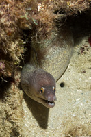 Gymnothorax vicinus (Purplemouth Moray)