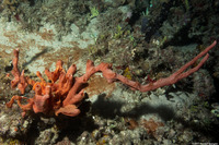Desmapsamma anchorata (Lumpy Overgrowing Sponge)