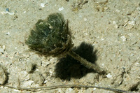 Rhipocephalus phoenix (Pinecone Alga)