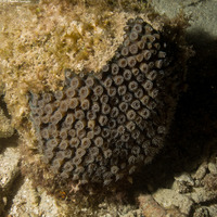 Montastraea cavernosa (Great Star Coral)
