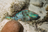 Sparisoma viride (Stoplight Parrotfish)