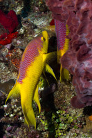 Bodianus rufus (Spanish Hogfish)