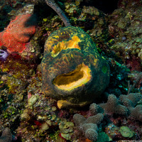 Verongula reiswigi (Verongula Reiswigi)