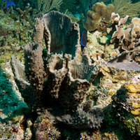 Callyspongia aculeata (Branching Vase Sponge)