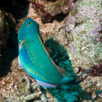 Sparisoma chrysopterum (Redtail Parrotfish)