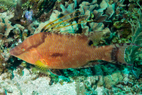 Lachnolaimus maximus (Hogfish)