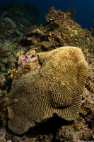 Pseudodiploria strigosa (Symmetrical Brain Coral)