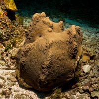 Orbicella faveolata (Mountainous Star Coral)
