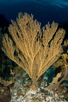 Plexaura flexuosula (Bent Sea Rod)