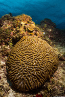 Colpophyllia natans (Boulder Brain Coral)