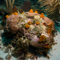 Siphonodictyon coralliphagum (Variable Boring Sponge)