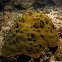 Orbicella faveolata (Mountainous Star Coral)