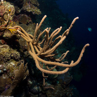 Pseudoplexaura sp.1 (Porous Sea Rod)