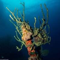 Iotrochota birotulata (Green Finger Sponge)