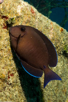 Acanthurus chirurgus (Doctorfish)