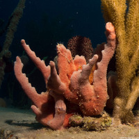 Desmapsamma anchorata (Lumpy Overgrowing Sponge)