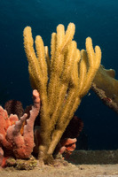 Pseudoplexaura sp.1 (Porous Sea Rod)