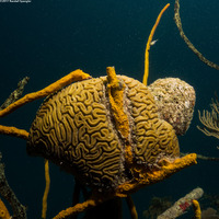 Diploria labyrinthiformis (Grooved Brain Coral)