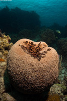 Ircinia strobilina (Black Ball Sponge)