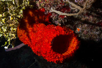 Mycale laxissima (Strawberry Vase Sponge)